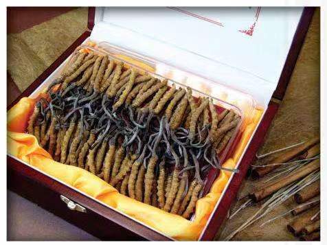 余干冬虫夏草回收